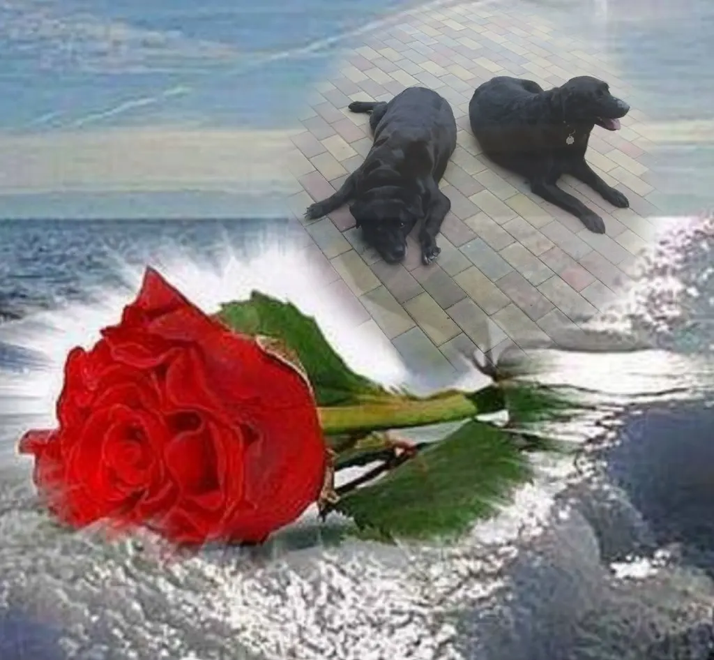 Condolence image of ❤️Nelchen❤️Larchen❤️Fleckchen❤️
