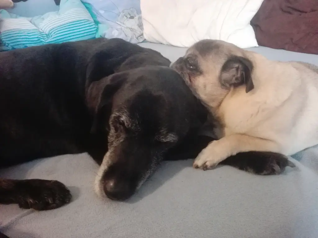 Condolence image of Marion mit Kira und Chicca für immer und ewig im Herzen♥