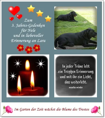 Condolence image of Ilse mit ihren geliebten Sternlein im Herzen