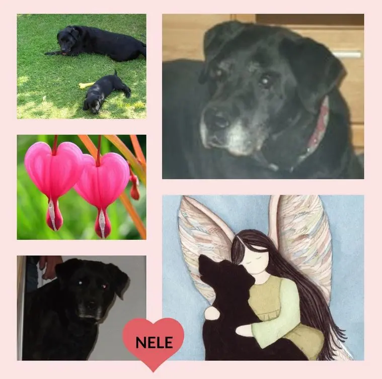 Condolence image of Gedenkrosen für Nele 