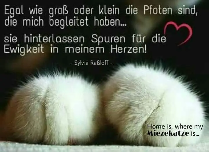 Condolence image of Tanja mit Timmy im Herzen