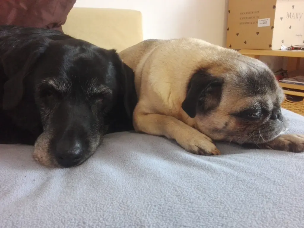 Condolence image of Marion mit Kira und Chicca für immer und ewig im Herzen♥