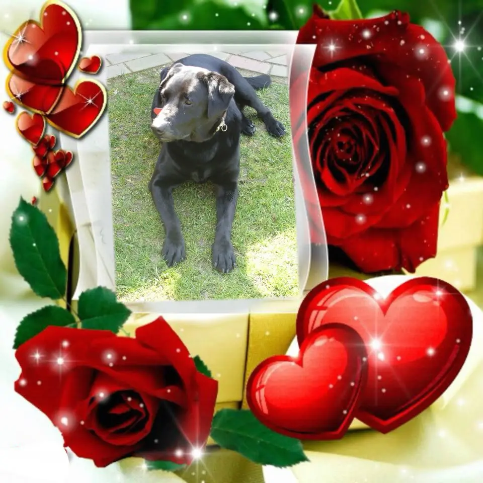 Condolence image of 2.Sternchen❤️Gedenktag❤️❤️