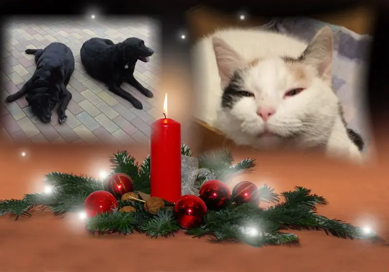 Condolence image of ❤️ADVENT❤️