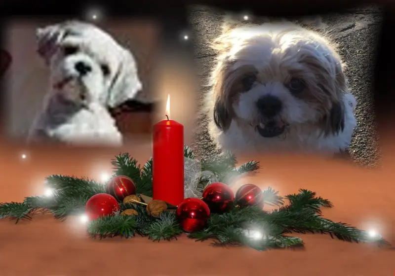 Condolence image of Rosen für Nele und Lara zur Adventszeit