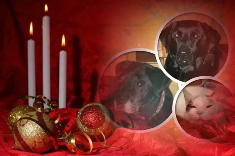 Condolence image of 3. Advent❤️❤️❤️