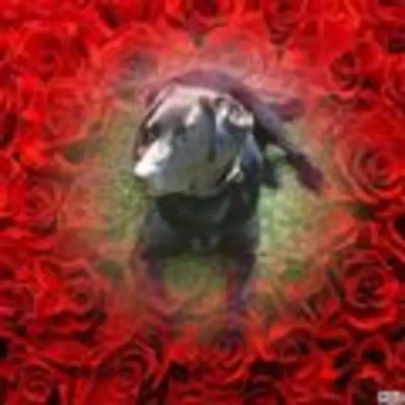 Condolence image of Unbekannt