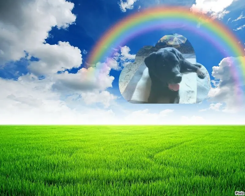 Condolence image of Fur Stellchen❤️