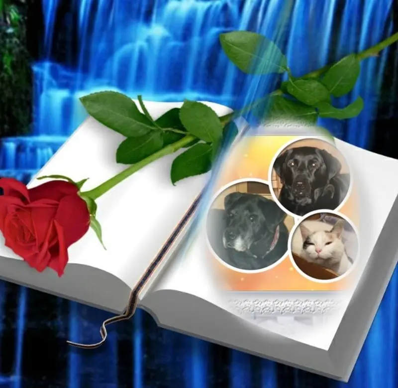 Condolence image of ❤️❤️❤️❤️❤️❤️❤️❤️❤️❤️❤️❤️❤️❤️