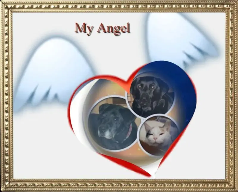 Condolence image of Gute Nacht❤️❤️❤️