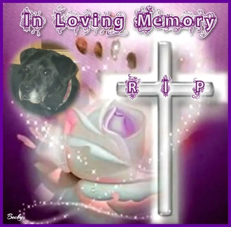Condolence image of 4.Sternchen❤️Gedenktag❤️❤️❤️❤️