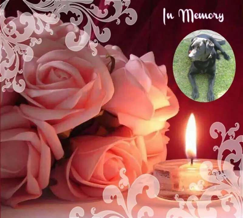 Condolence image of Gute Nacht❤️❤️❤️