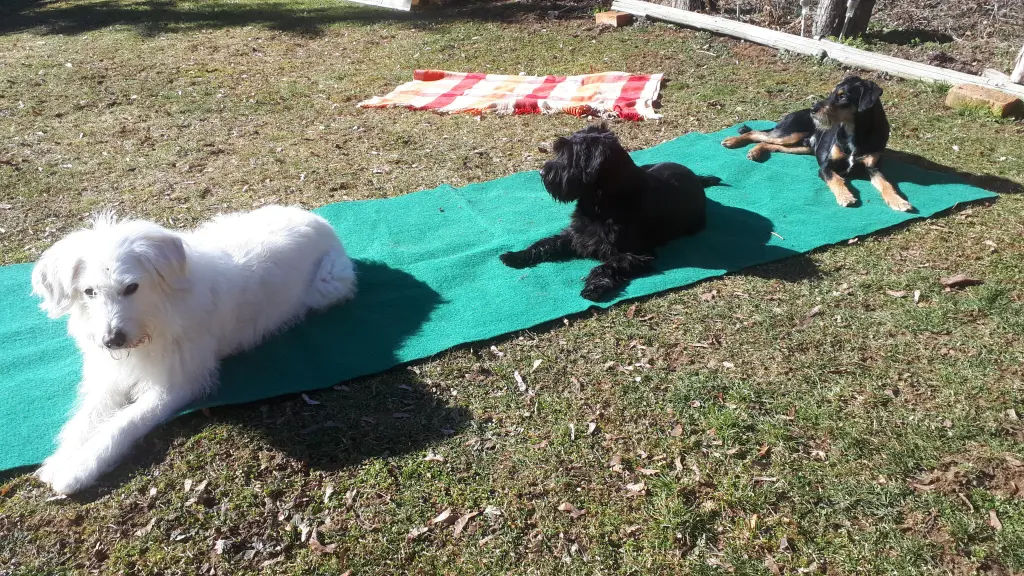 Condolence image of Marga mit Rambo u. Quiti im Herzen