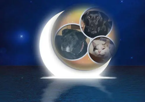 Condolence image of Gute Nacht❤️❤️❤️Mauschen❤️❤️❤️