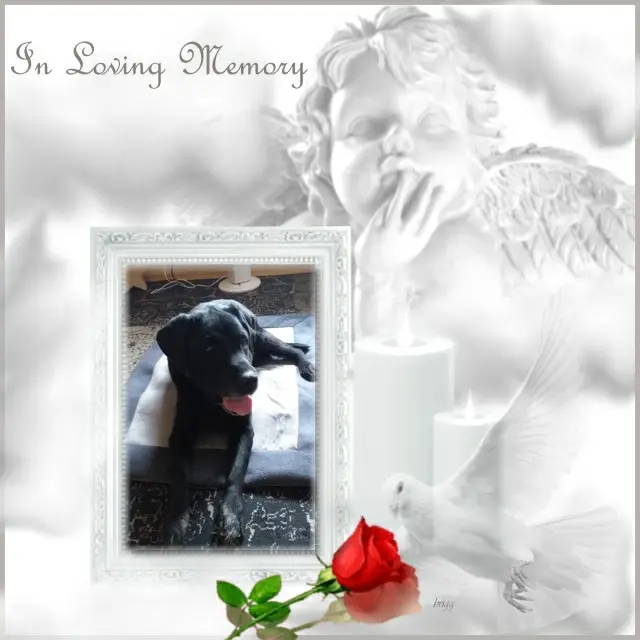 Condolence image of 1.Sternchen❤️ Gedenktag❤️