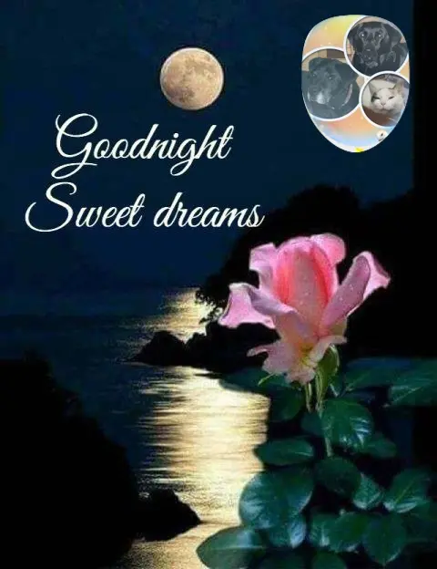 Condolence image of Gute Nacht❤️❤️❤️Mauschen❤️❤️❤️