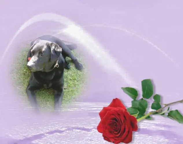 Condolence image of ❤️❤️❤️❤️❤️❤️❤️❤️❤️❤️❤️❤️