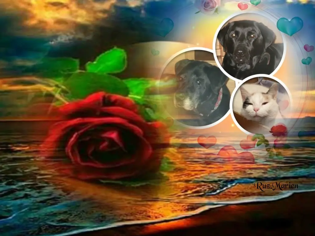 Condolence image of Gute❤️❤️❤️Nacht❤️❤️❤️❤️❤️