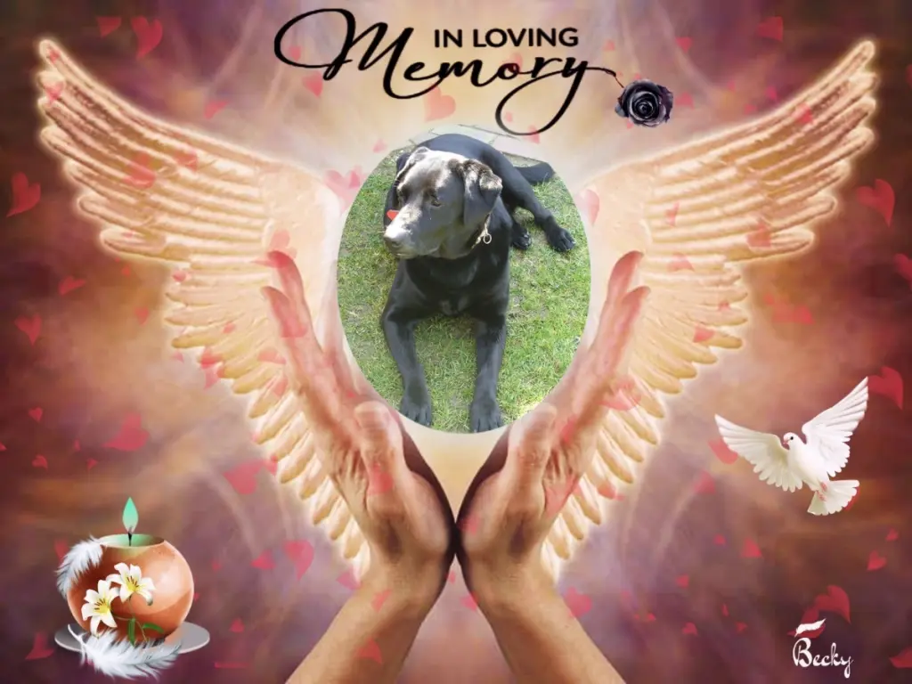 Condolence image of Gute❤️❤️❤️Nacht❤️❤️❤️❤️❤️