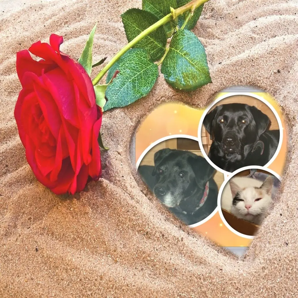 Condolence image of Guten Morgen❤❤❤❤❤❤❤❤