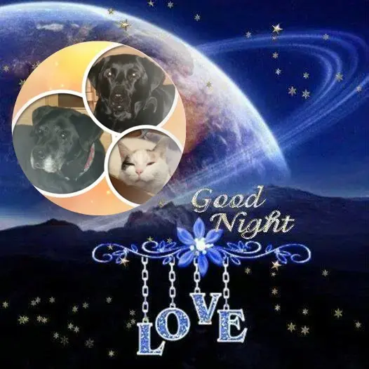 Condolence image of Gute Nacht❤️❤️❤️Mauschen❤️❤️❤️