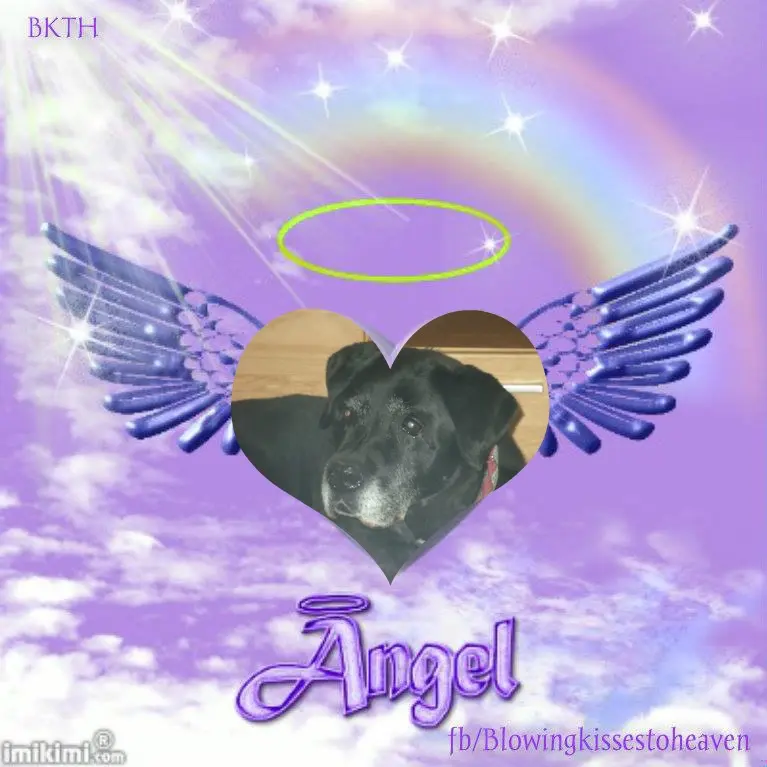 Condolence image of 6. Sternchen❤️Gedenktag❤️
