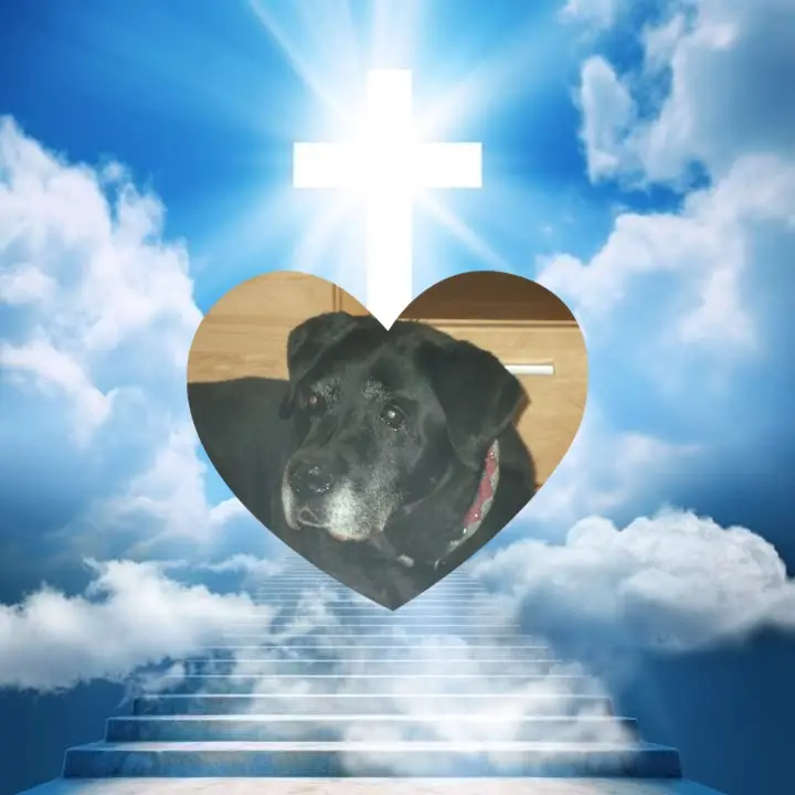 Condolence image of 6. Sternchen❤️Gedenktag❤️