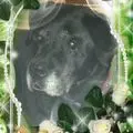 Condolence image of Evelyn