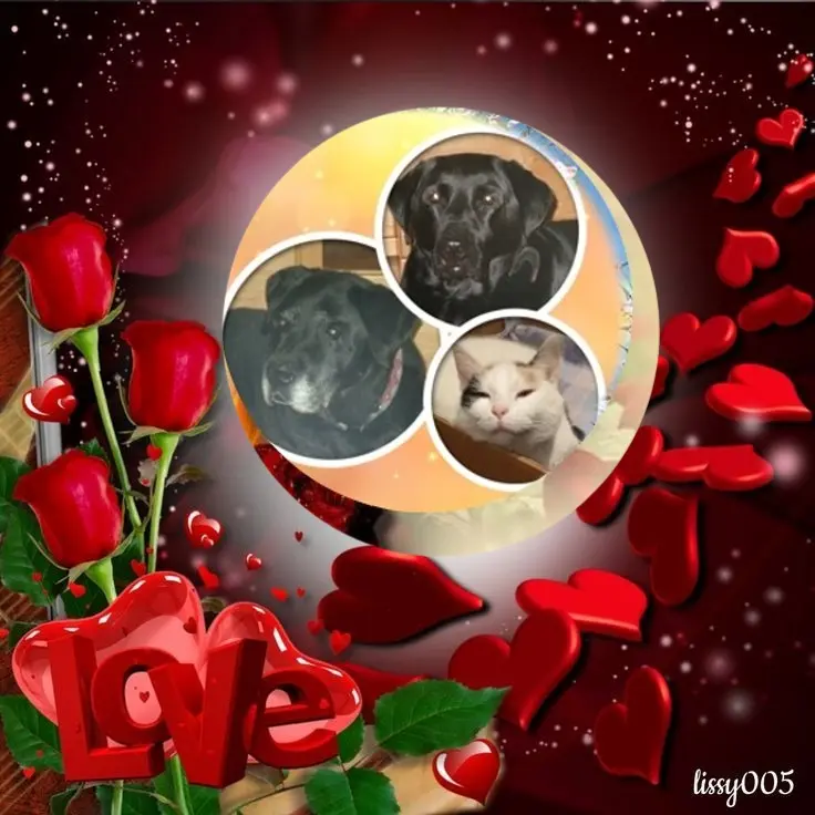 Condolence image of Gute Nacht💙🩵💙Liebste❤️❤️❤️Mauschen🐕❤️⭐️🐕❤️⭐️❤️🐈⭐️