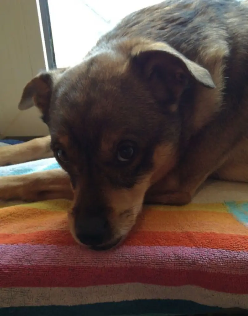 Image from Skippy