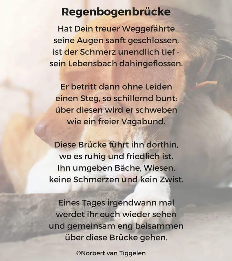 Condolence image of Angelika mit Samson und Cleo im Herzen ❤