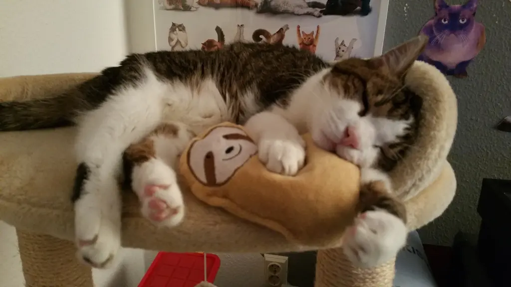 Condolence image of Tanja mit Timmy im Herzen
