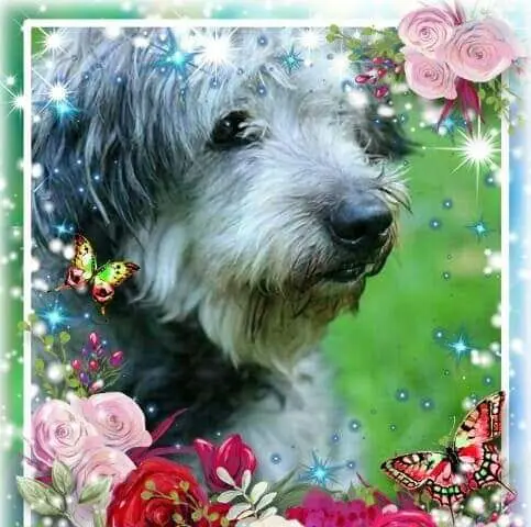 Condolence image of CORNELIA