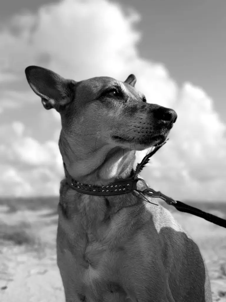 Andachtsbild von Anja