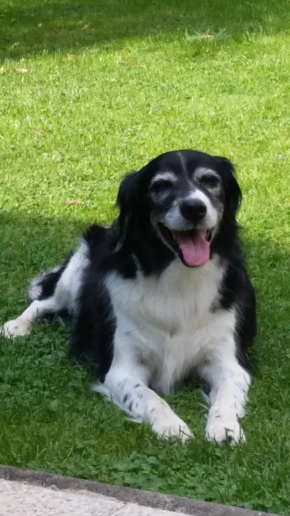 Andachtsbild von Brigitte mit Nelly, Benny und Axel im Herzen