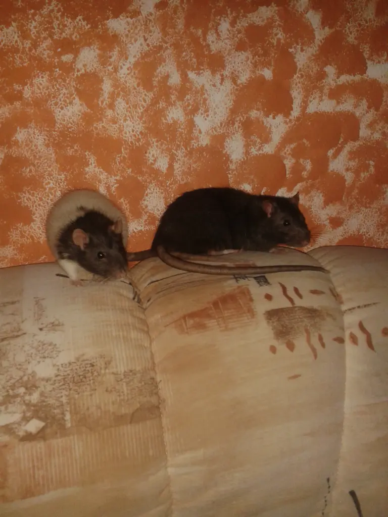 Image from Maiki
