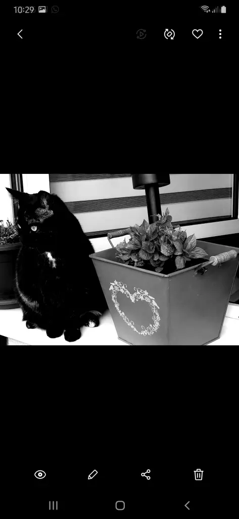 Andachtsbild von Mary