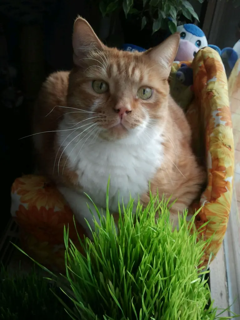 Image from Oskar