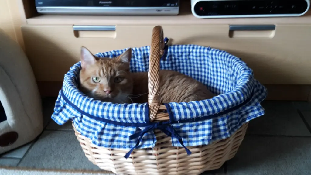 Image from Oskar