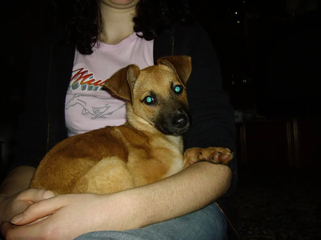 Image from Nala