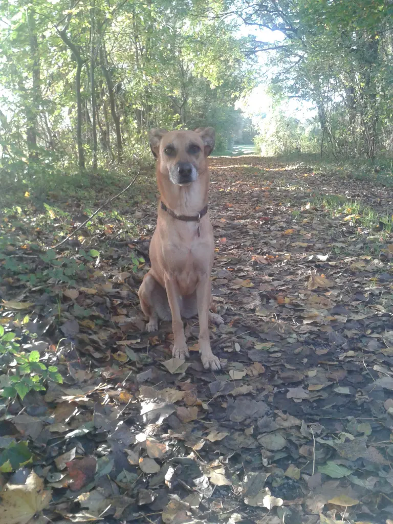 Image from Nala