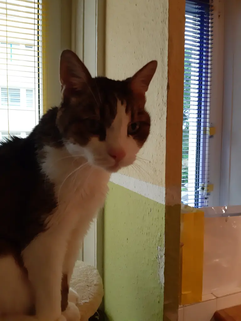 Condolence image of Tanja mit Timmy im Herzen