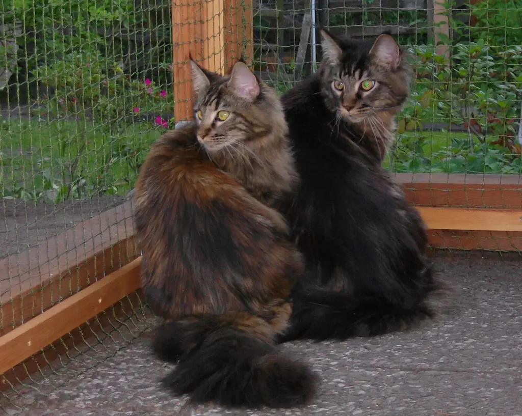 Image from Finja & Thor