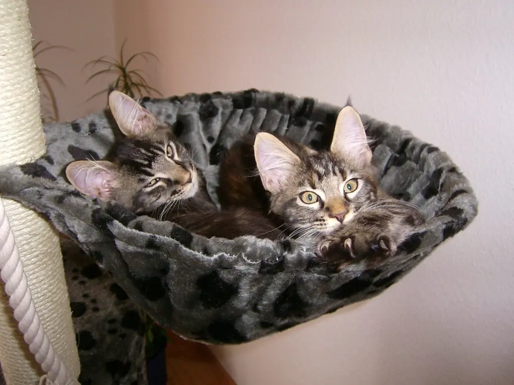 Image from Finja & Thor