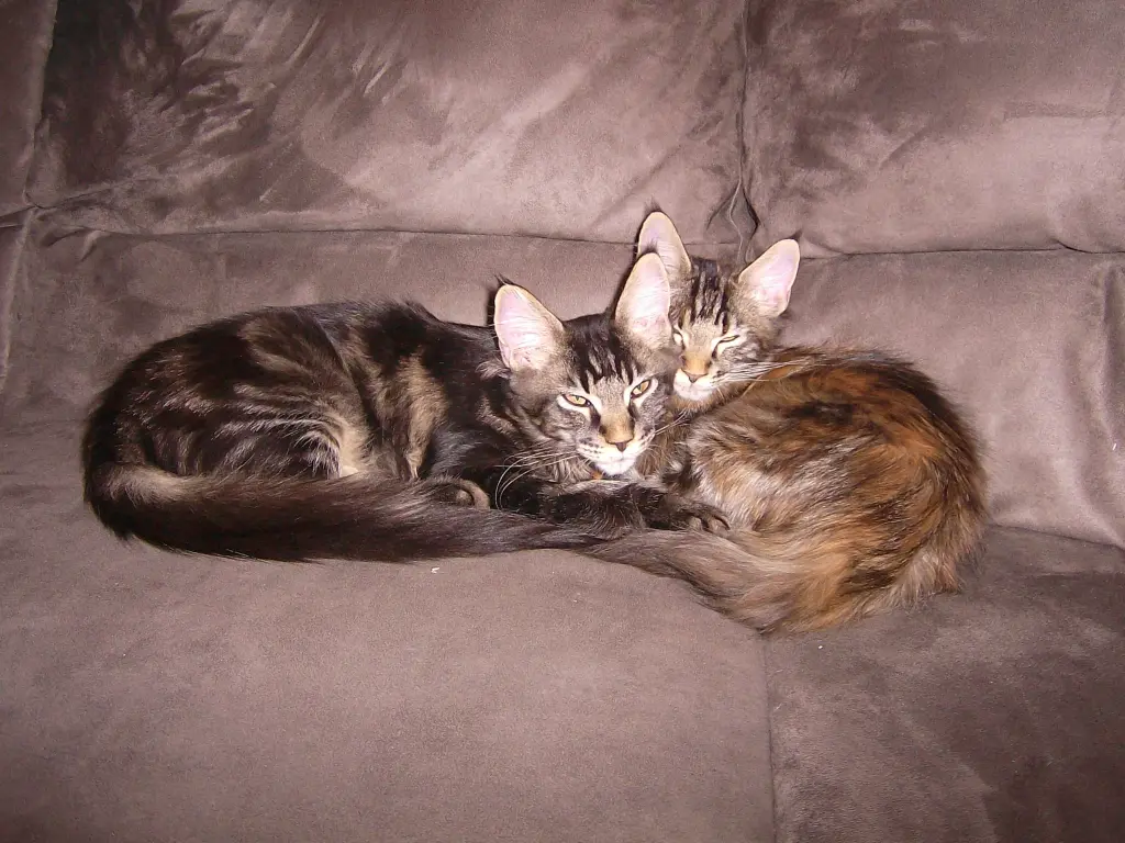Image from Finja & Thor