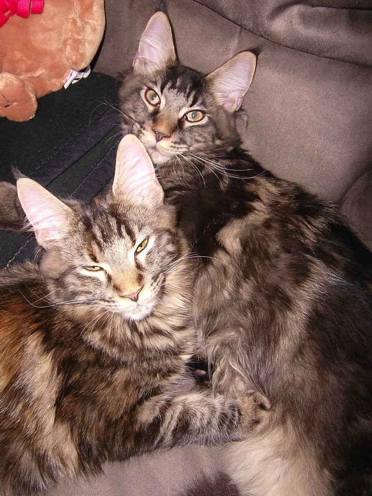 Image from Finja & Thor