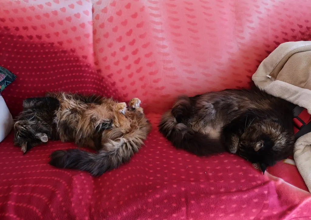 Image from Finja & Thor