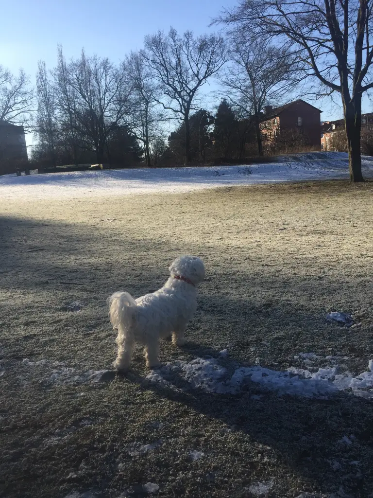 Andachtsbild von Flocke & Mara