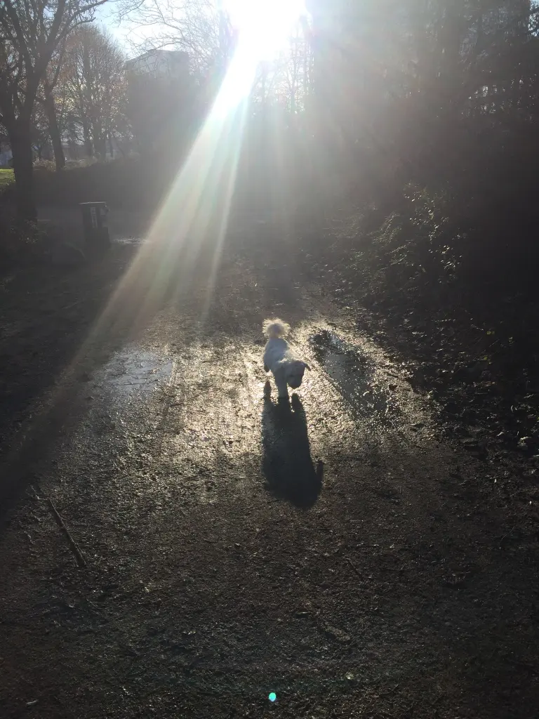 Andachtsbild von Flocke und Mara