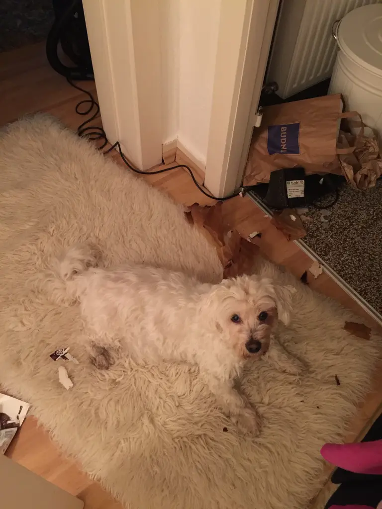 Andachtsbild von Mara und Flocke